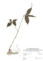 藏品(棣慕華鳳仙花)的圖片